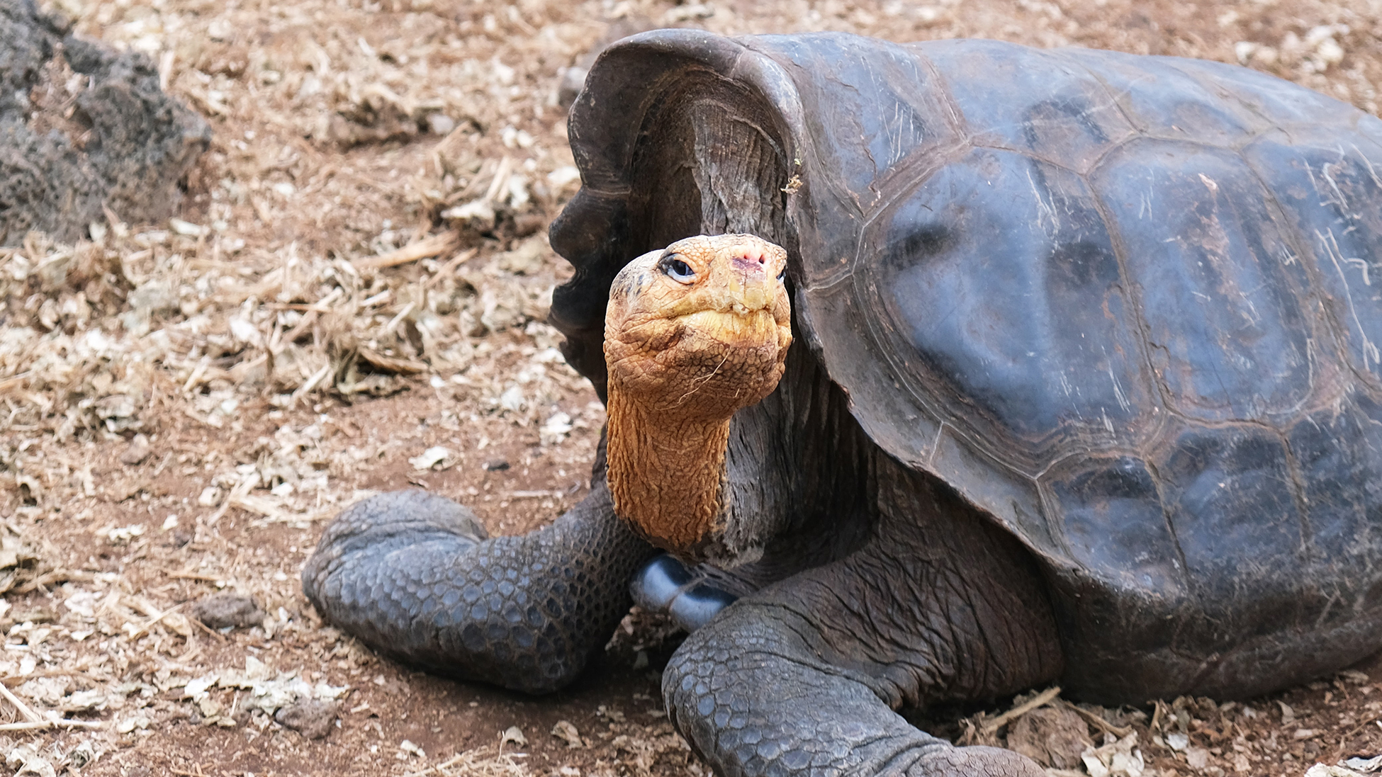 Galapagos Yacht Charter - Galapagos Luxury Yacht Charter - TWW Yachts