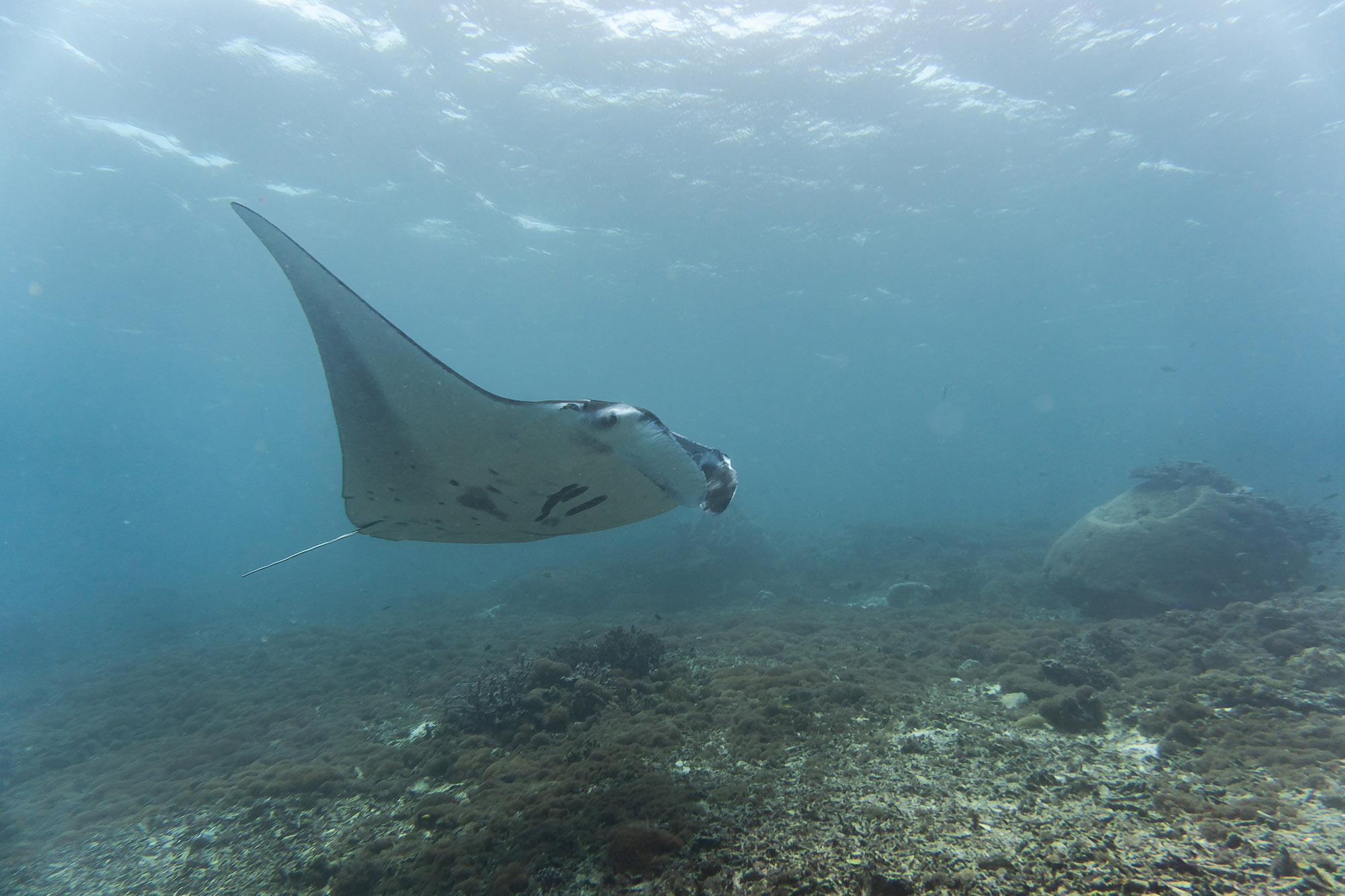 yacht charter komodo