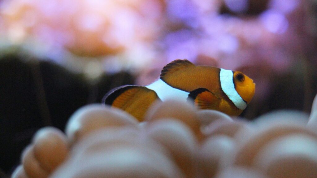 Samoa Yacht Charter Yacht Charter Samoa Samoa Yacht Rentals Samoa Superyacht Charter