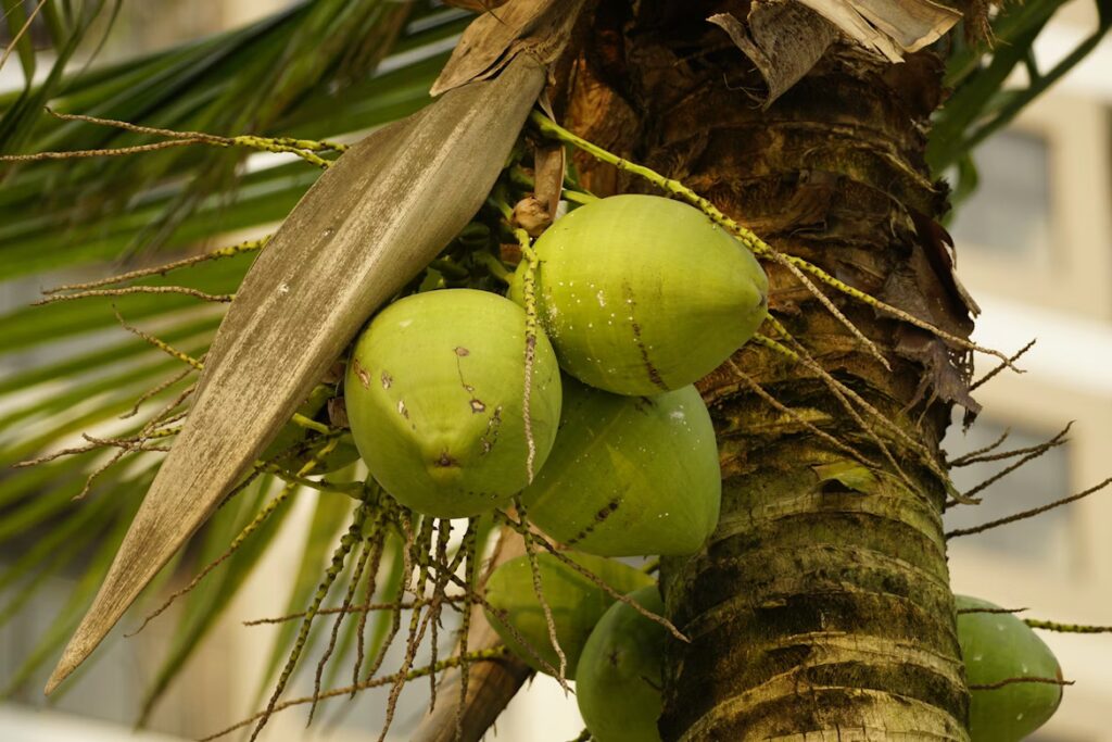 Coconut festival celebration in Rincón, Puerto Rico with local food stalls and beachside crowds
